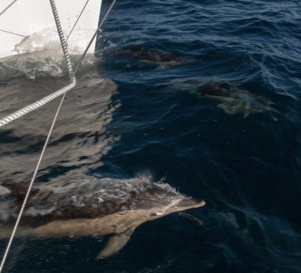 7 Cannes Yachting Festival 2019