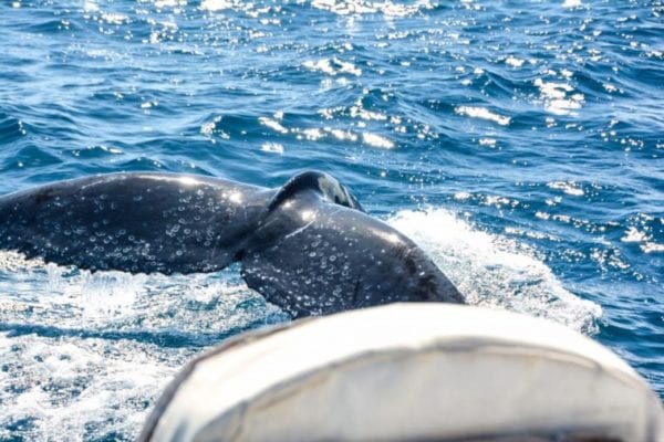 5 Cannes Yachting Festival 2019
