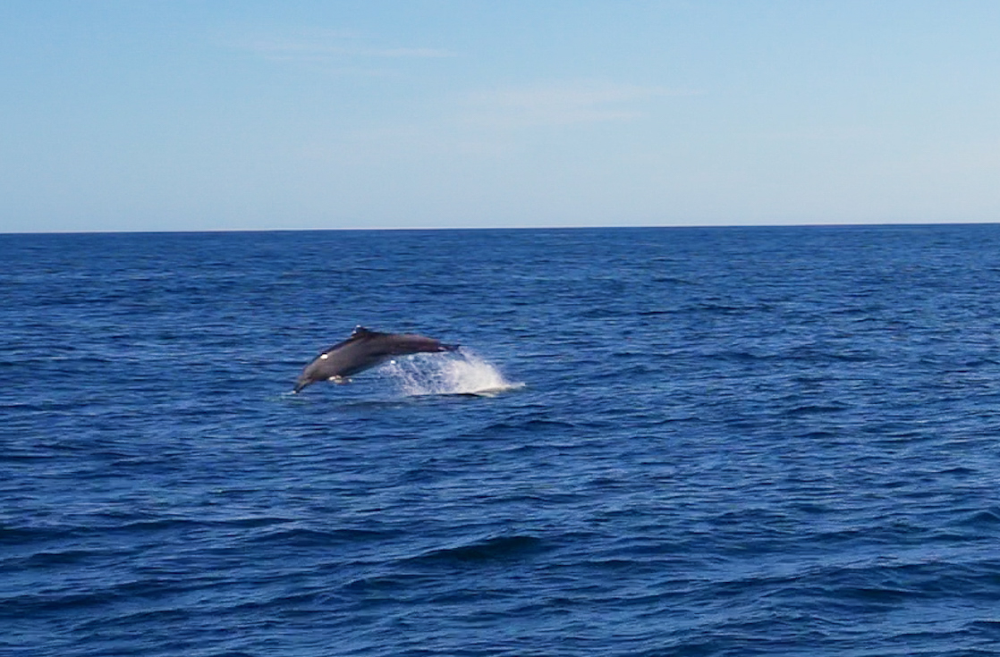 dolphin