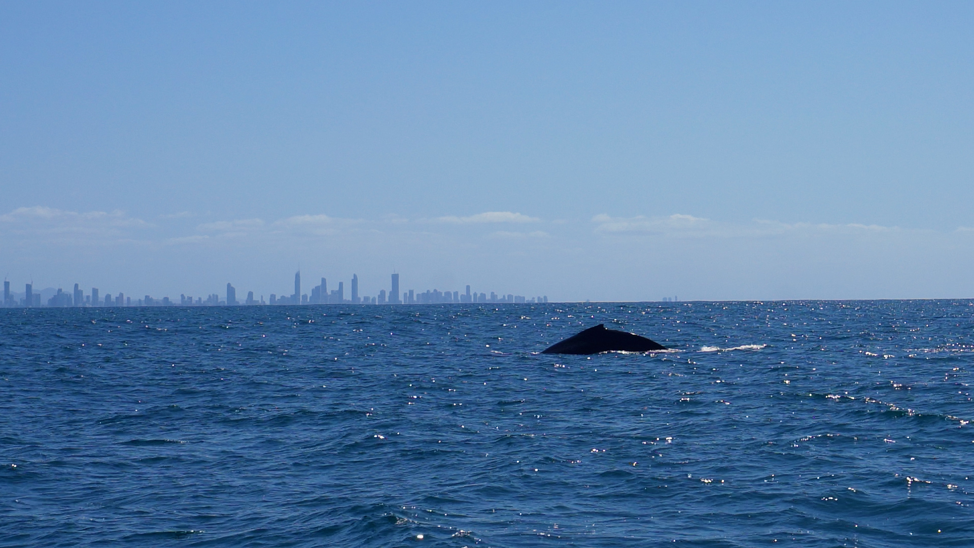 whale